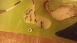Mais ça va il y a encore de la place ^^ !, [Blog] Camponotus dolendus