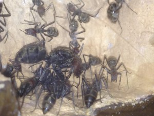 Reine de Camponotus singularis, [Blog] Camponotus singularis