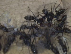 Couvain de Camponotus singularis, [Blog] Camponotus singularis