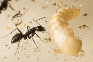 Camponotus vagus 4, [blog] Les Camponotus vagus de Couloucha