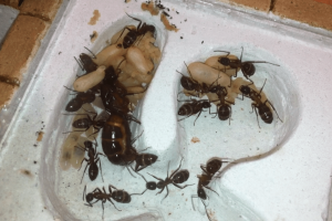 Photo du jour, [Blog] Les Camponotus ligniperdus de Deucalion