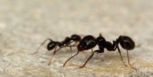 Major et minor noirs sur le chemin du graminée, Les fourmis "in natura" du domaine part. II