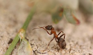Tête et abdomen noirs et thorax rouge, Les fourmis "in natura" du domaine part. II