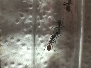 Trophallaxie entre deux ouvrières, [Blog] Camponotus dolendus et Camponotus Pseudoirritans