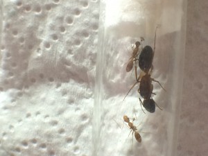 La gyne et deux ouvrières, [Blog] Camponotus dolendus et Camponotus Pseudoirritans