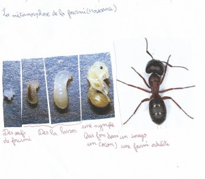 Trace écrite sur la croissance des fourmis, Suivi d'un projet pégagogique "fourmis" en CE2
