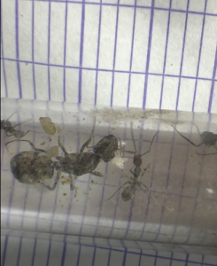 Camponotus dolendus (tube de la reine et des œufs) pas très propre, [Blog] Camponotus dolendus et Camponotus Pseudoirritans