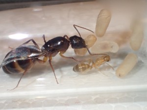 C. pilicornis, De l'essaimage et la fondation de Camponotus pilicornis