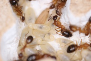 Encore du couvain !, [Blog] Les Camponotus pilicornis eaubonnaises