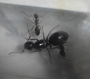 Camponotus., 