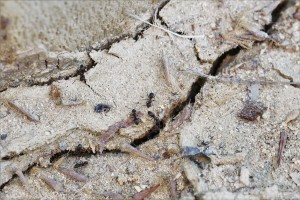 Lasius au pied d'un arbre, Les fourmis d'Andalousie (Espagne)