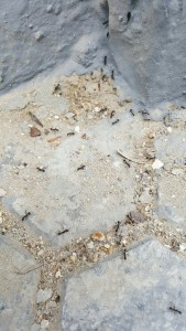Le nid d'Aphaenogaster senilis, Les fourmis d'Andalousie (Espagne)