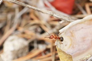 Formica s.s. sur un morceau d'écorce, Les fourmis d'Andalousie (Espagne)