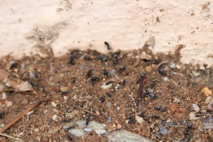Nid de Tapinoma, Les fourmis d'Andalousie (Espagne)