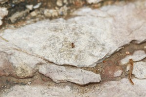 Pheidole, Les fourmis d'Andalousie (Espagne)