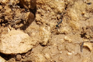 Par contre, si vous pouviez regarder où vous mettez les pieds... et éviter de m'écraser le gastre ça m'arrangerait..., Les fourmis d'Andalousie (Espagne)
