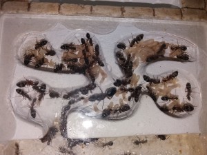 Camponotus barbaricus, **Fin**[Blog] Camponotus barbaricus d'Harpeg