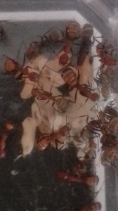 Léger zoom numérique, [Blog] "La Rescapée" : Camponotus nicobarensis