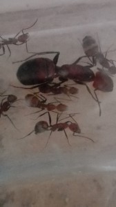 La reine mais fort zoom num., [Blog] "La Rescapée" : Camponotus nicobarensis
