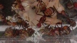pas tip top, mais on apprécie les couleurs ^^ mais on voit enfin les œufs !, [Blog] "La Rescapée" : Camponotus nicobarensis