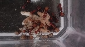 Nymphe nu en haut à gauche ? Les couleurs ne ressortent pas tant, irl., [Blog] "La Rescapée" : Camponotus nicobarensis