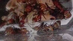 J'aime bien l’œil au premier plan ^^, [Blog] "La Rescapée" : Camponotus nicobarensis