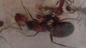 La Mama, [Blog] "La Rescapée" : Camponotus nicobarensis