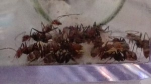 Vue de profil, [Blog] "La Rescapée" : Camponotus nicobarensis