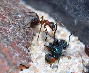 Formica sanguinea prédatant une mouche., Identification : genre Formica