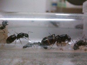 Gyne lateralis acceptée par des Camponotus micans, Gyne Camponotus lateralis adoptée par des Camponotus micans