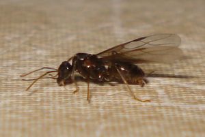 Les fourmis du jardin de mes parents, Image2.jpg