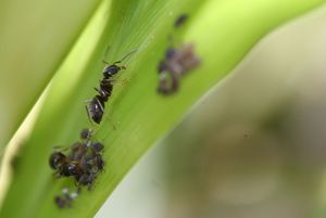 Les fourmis du jardin de mes parents, IMG_0930.JPG