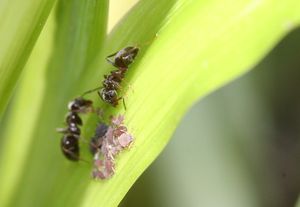 Les fourmis du jardin de mes parents, Lasius1.jpg