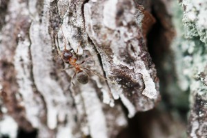 Lasius emarginatus, Les fourmis de la forêt de Fontainebleau (77)