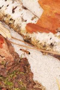 Qu'il est agréable de se balader ici ! :), [Blog] Les Camponotus pilicornis eaubonnaises