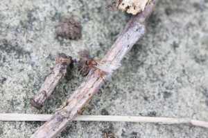 Gyne Myrmica sp. ailée, Les fourmis de la forêt de Fontainebleau (77)