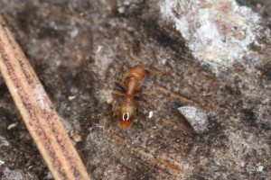 Temnothorax sp., Les fourmis de la forêt de Fontainebleau (77)