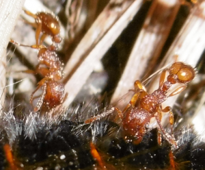 Myrmica rubra, Les fourmis de la forêt de Fontainebleau (77)