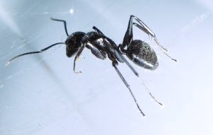Camponotus vagus, Les fourmis de la forêt de Fontainebleau (77)