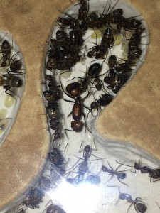 Encore la Reine, [Blog] Camponotus nicobarensis