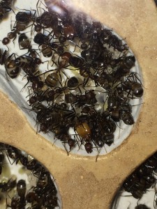 Campo., [Blog] Camponotus nicobarensis