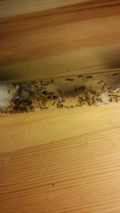 Pheidole spathifera, La taverne des fourmis