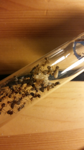 Camponotus nicobarensis, La taverne des fourmis