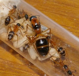 Australian trip, Camponotus consobrinus2.JPG
