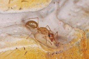 Camponotus fedtschenkoi, La réserve de Ganzo_mizuki
