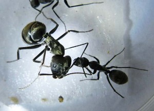 Un major (photo du net), [Blog] Les Camponotus dolendus de One_Xz.