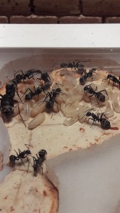 C.dolendus, [En cours] Vos questions sur la nouvelle fiche Camponotus dolendus