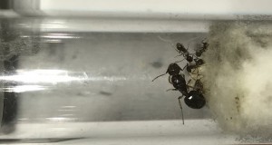 photo1, [Aphaenogaster subterranea] identification gynes prélevées en Ile de France