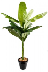 Bananier, Plantes comestibles et non comestibles pour coupeuses de feuilles