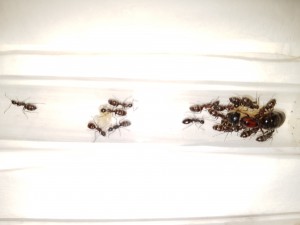 Ma fondation de Camponotus novaeboracensis du Québec, 15156314985041052707694.jpg
